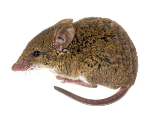 Iberian shrew isolated on a white background, a small mammal