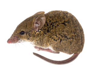 Iberian shrew isolated on a white background, a small mammal