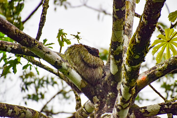 Wild three-toed sloth sleeping in cecropia tree fork in Costa Rican jungle