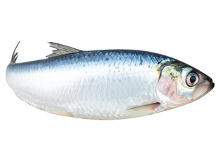 Sardine full body isolated on a white background, a small silver fish