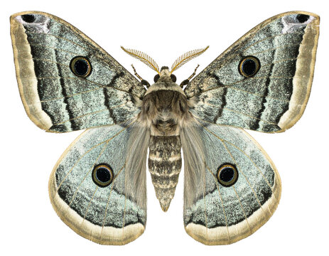 Spanish moon moth isolated on a white background, a beautiful insect