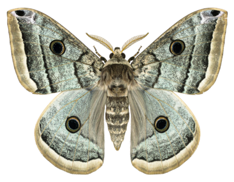 Spanish moon moth isolated on a white background, a beautiful insect