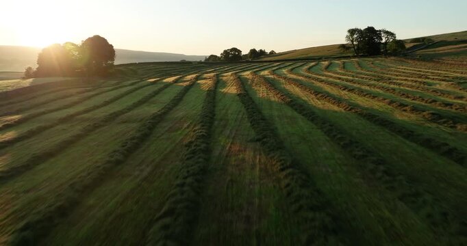 Sunrise over rows of freshly cut hay