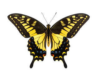 Swallowtail butterfly isolated on a white background, a beautiful insect
