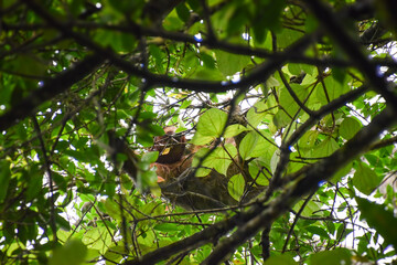 Wild three-toed sloth sleeping in cecropia tree fork in Costa Rican jungle
