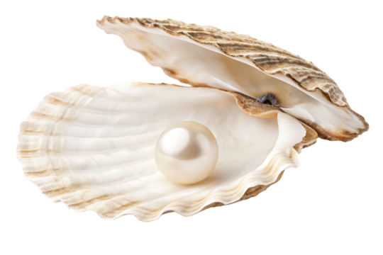 Pearl nestled in scallop shell displaying radial ridges and cream coloration, isolated on a transparent background