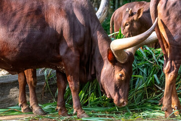 a group of buffalo with big horns