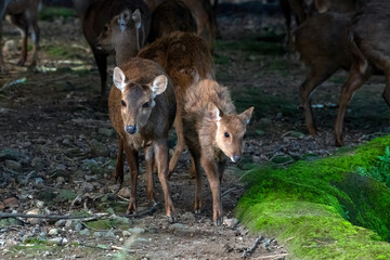 Sambar deer and their herds graze on the edge of the forest