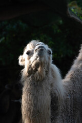 close up photo of a two hump camel