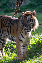 a Sumatran tiger with the morning light behind him