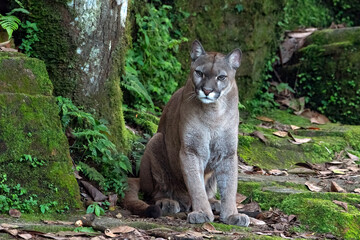 a mountain lion is watching from the forest