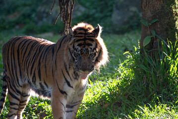 a Sumatran tiger with the morning light behind him