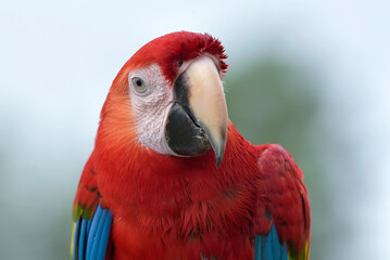 Close up of a macaw parrot