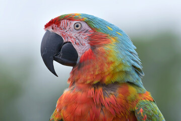 Close up of a macaw parrot