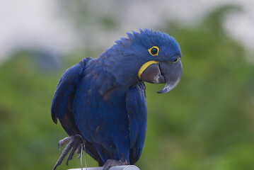 Close up of a macaw parrot