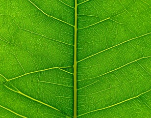 Close-up view of a vibrant green leaf's veins
