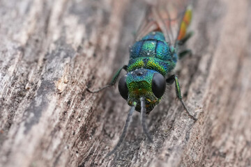 Frontal detailed closeup on the head of a juwel wasp, Chrysis ignita on wood