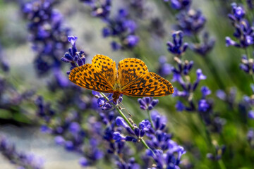 A vibrant orange butterfly with black spots delicately perches on a purple flower amidst a blurred background. The contrast between the bright wings 