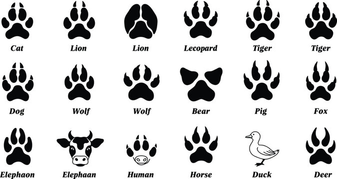 Animal tracks guide vector illustration, paw print chart, wildlife footprint silhouette collection, educational poster for kids, animal identification tool
