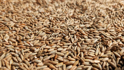 Close-up view of a textured surface covered in various seeds, showcasing their natural colors and shapes, emphasizing organic farming and agricultural practices for sustainable living