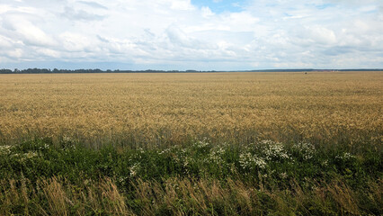 Expansive golden wheat field under a bright blue sky with fluffy clouds, showcasing the beauty of nature and agricultural landscapes in a serene rural environment