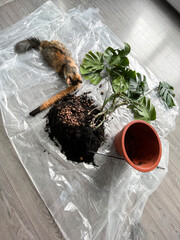 Cat explores indoor gardening mess while potting monstera in a cozy and bright living room