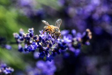 A bee hovers over vibrant purple flowers, collecting nectar in a sunlit garden. The blurred background highlights the delicate structures of the lavender blooms. © dfriend150