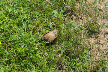 bird dead on land and grass in Cueto Cordel landscape - Capture serenity in Cueto Cordels lush landscape. A small bird rests upon a weathered grey rock, amidst green hills and shadowy tranquility.