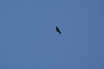 Bird soars above Cueto Cordel village under blue sky - Bird soars freely under Cantabrias clear...