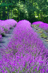 Vibrant rows of blooming lavender stretch into the distance, surrounded by lush greenery and dappled sunlight. The vivid purple hues contrast beautifully with the dark green backdrop of the forest.