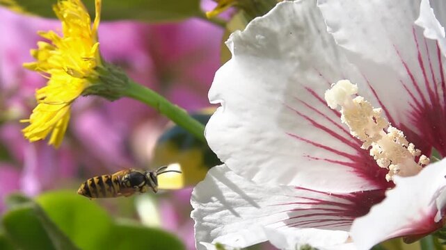 Wasp bee on ibiscus white flower. Close-up Slow motion.