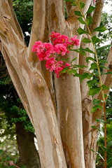 Crepe Myrtle Trunk and Blossoms