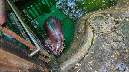 The world-famous baby hippo, Bouncy Pig, plays with his mother in a pool at Khao Kheow Open Zoo in Chonburi, Thailand.People from all over the world line up to see Bouncy Pig.viral online hippo