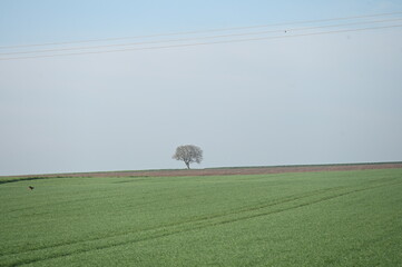 Arbre isolé champs vert nature campagne