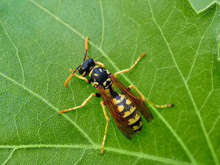 European Paper Wasp . Genus Polistes 
