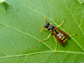 European Paper Wasp . Genus Polistes 
