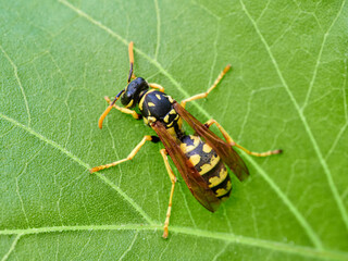 European Paper Wasp . Genus Polistes 
