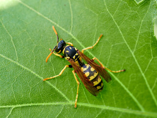 European Paper Wasp . Genus Polistes 
