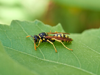 European Paper Wasp . Genus Polistes 
