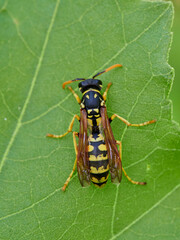 European Paper Wasp . Genus Polistes 
