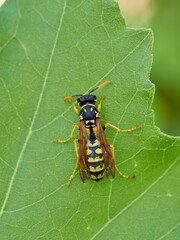 European Paper Wasp . Genus Polistes 
