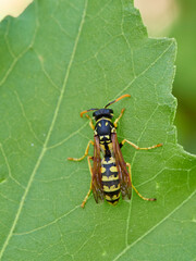 European Paper Wasp . Genus Polistes 
