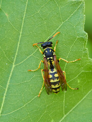 European Paper Wasp . Genus Polistes 
