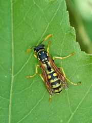 European Paper Wasp . Genus Polistes 
