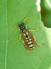 European Paper Wasp . Genus Polistes 
