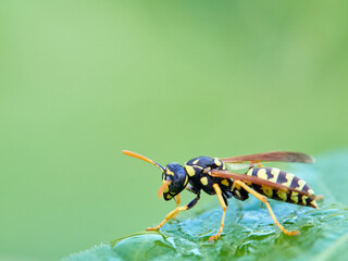 European Paper Wasp . Genus Polistes 
