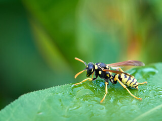 European Paper Wasp . Genus Polistes 
