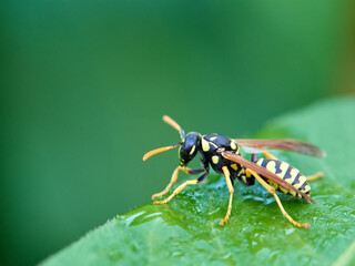 European Paper Wasp . Genus Polistes 
