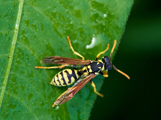 European Paper Wasp . Genus Polistes 
