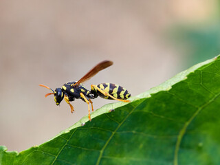 European Paper Wasp . Genus Polistes 
